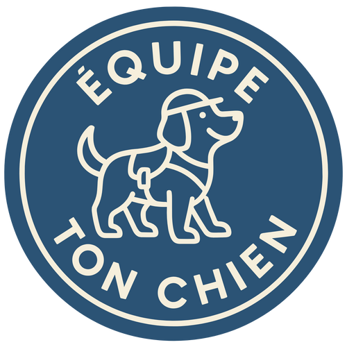 Équipe ton chien